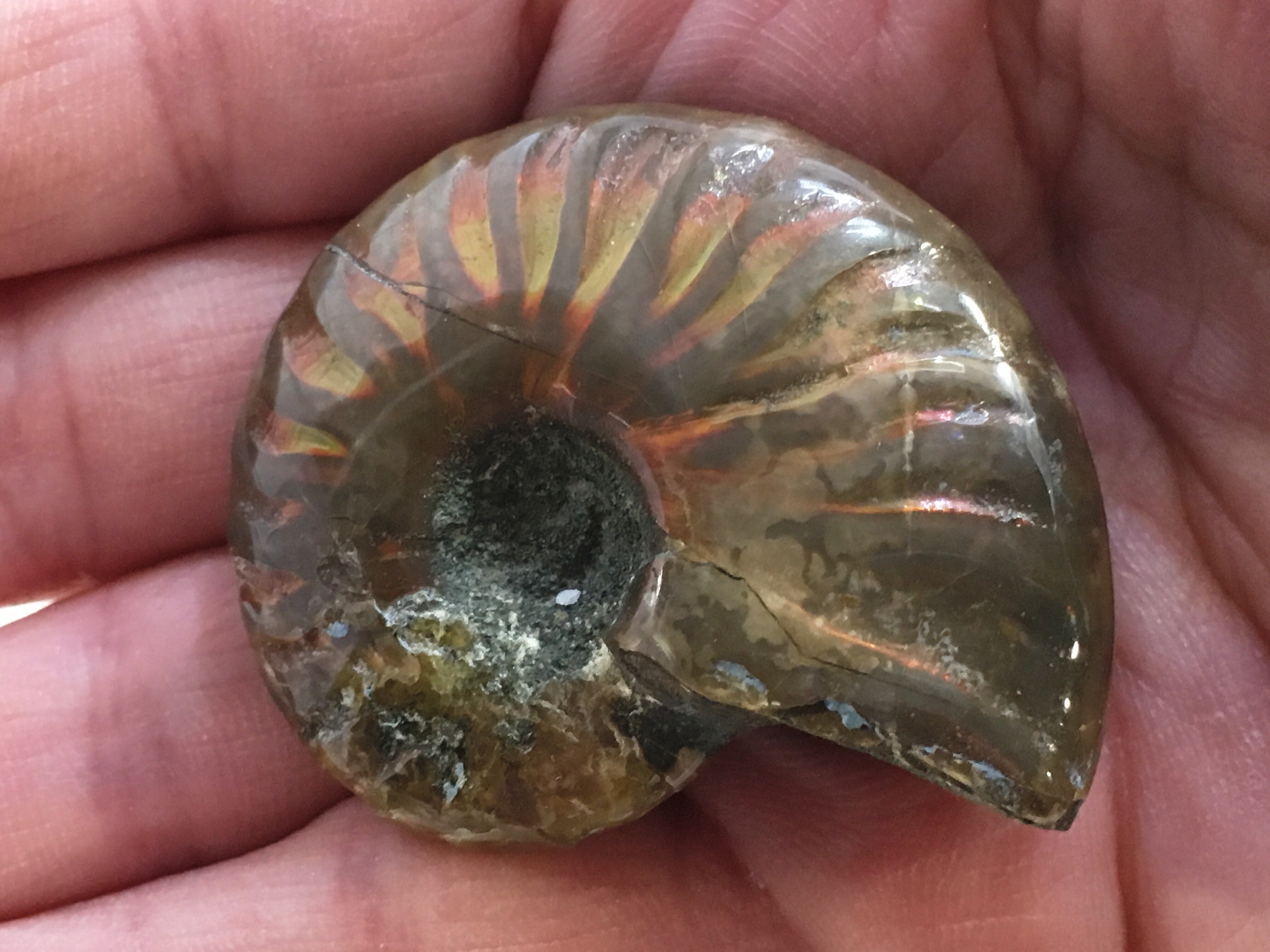 Ammonite - Red Sheen Polished