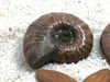 Load image into Gallery viewer, Ammonite - Red Sheen Polished