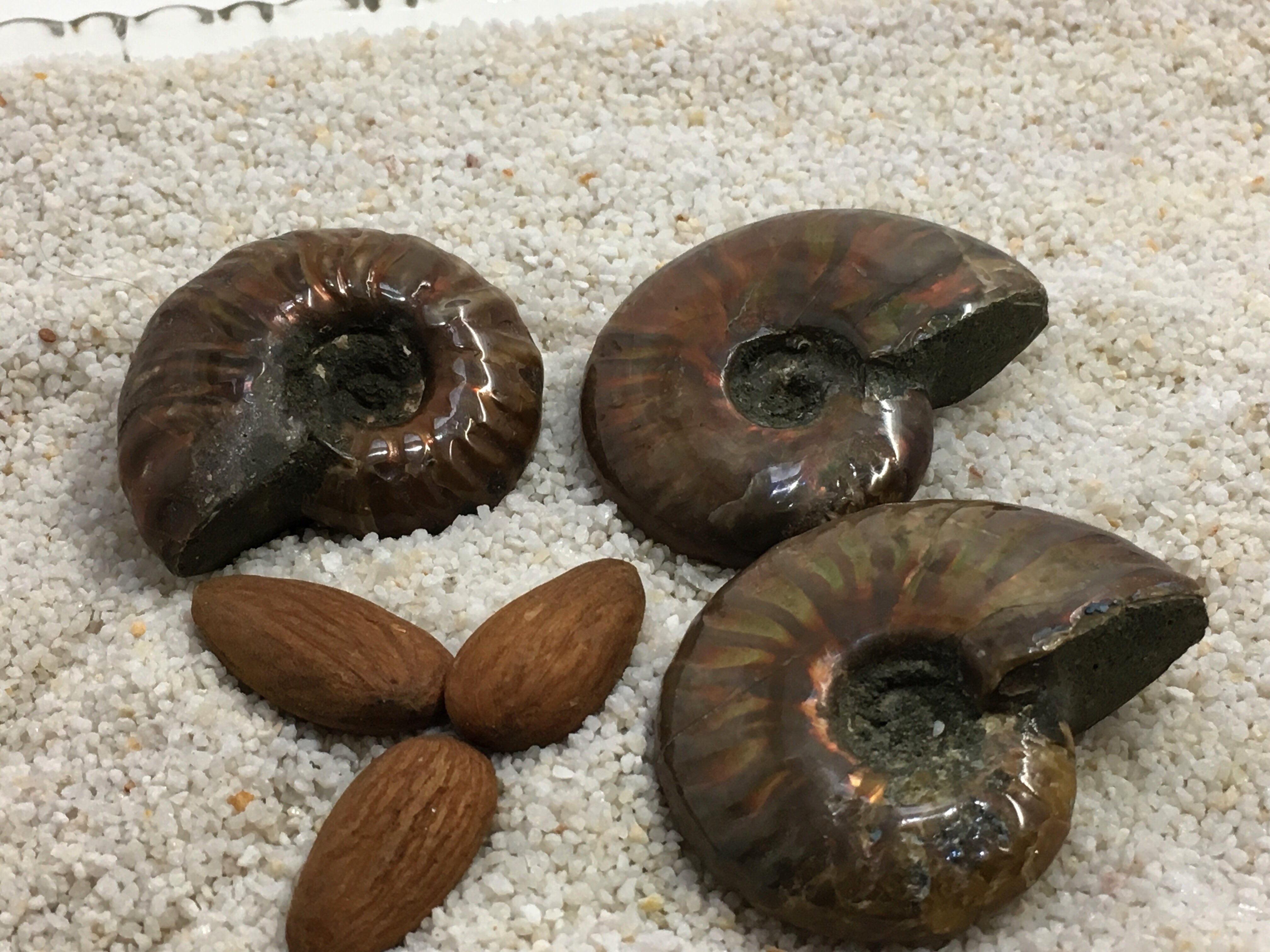 Ammonite - Red Sheen Polished