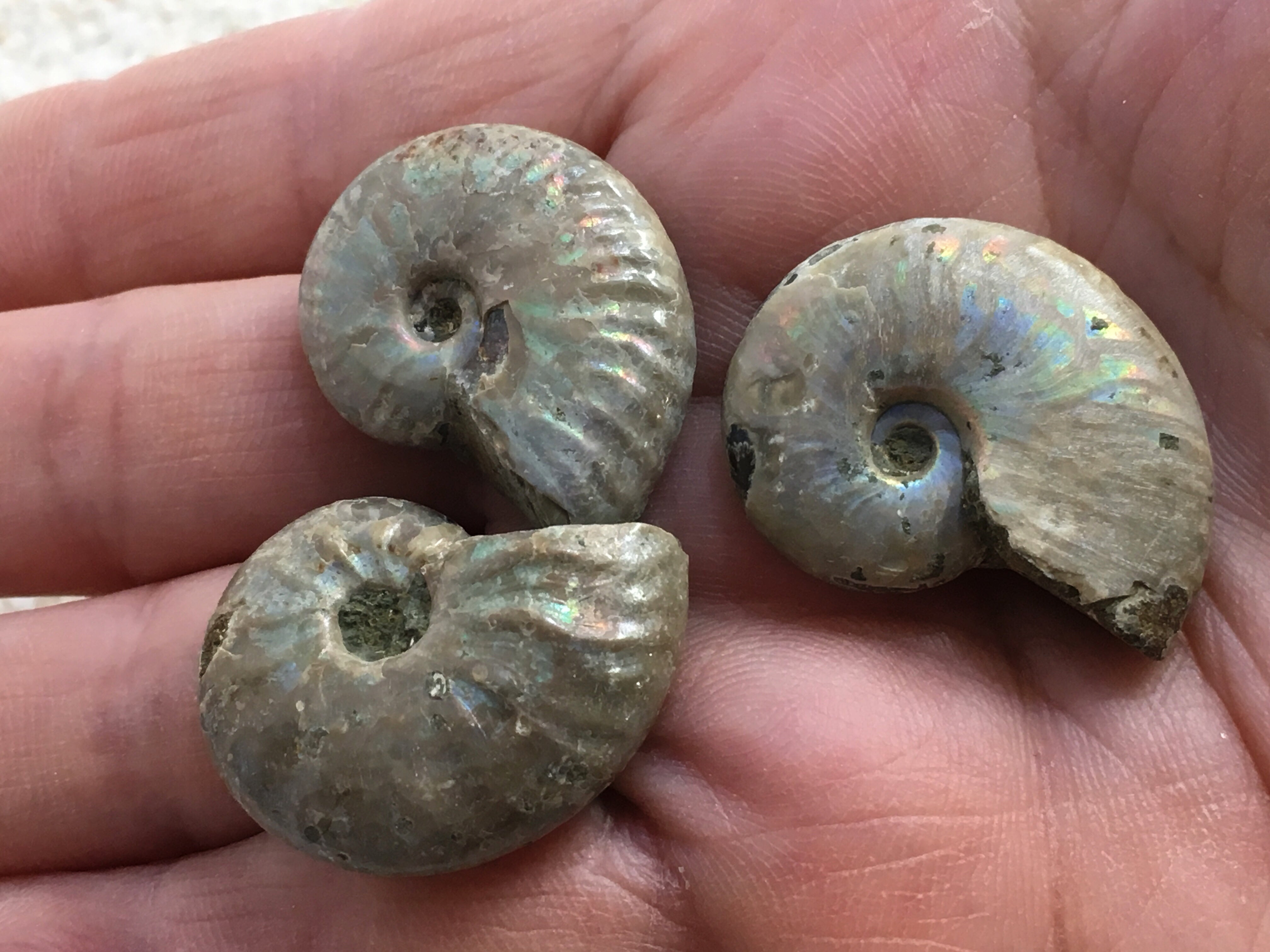 Ammonite - Opalized (Rainbow) Polished