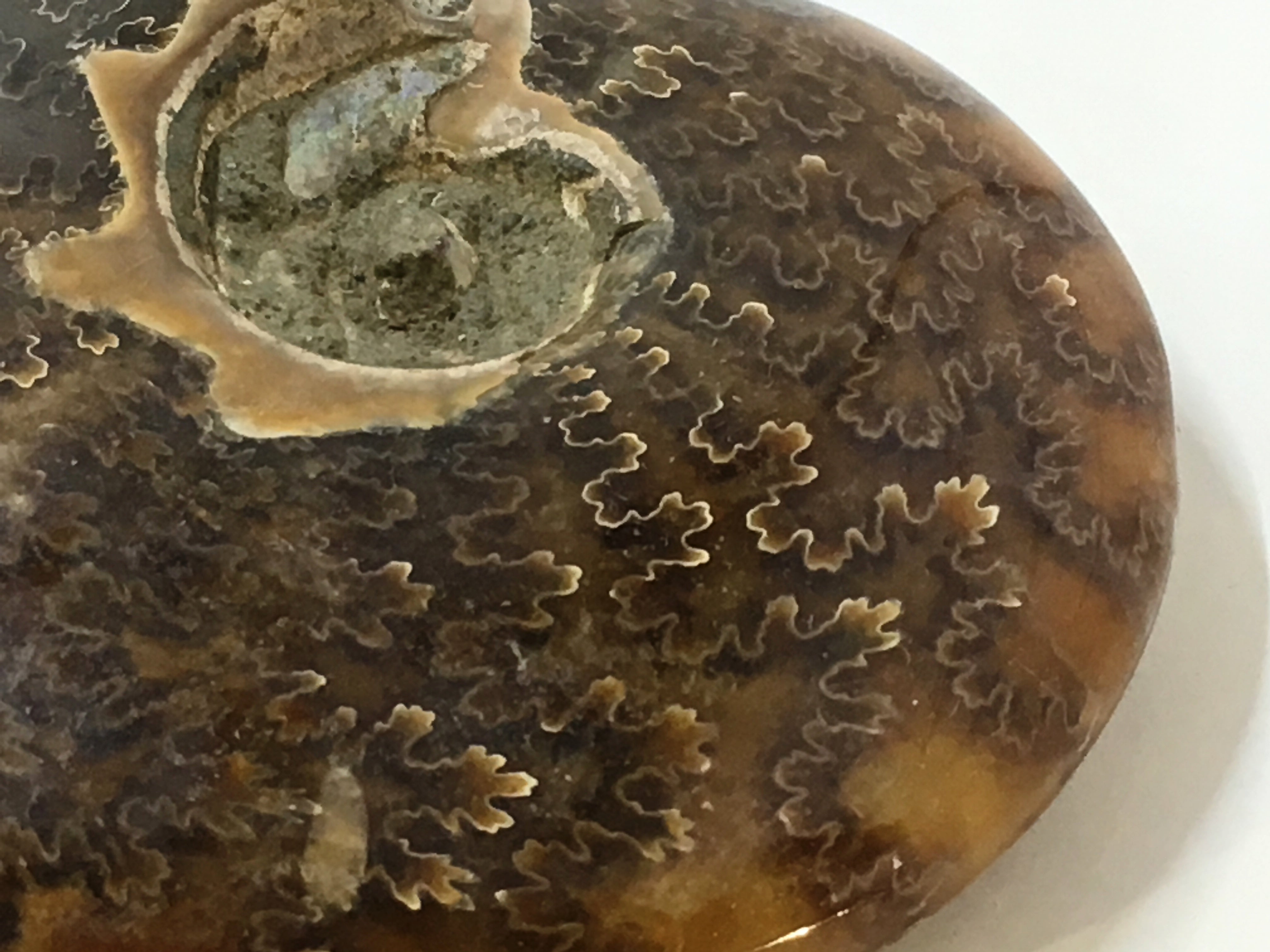 Ammonite Sutured - Polished