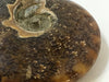 Load image into Gallery viewer, Ammonite Sutured - Polished