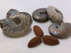 Load image into Gallery viewer, Ammonite - Opalized (Rainbow) Polished