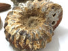 Load image into Gallery viewer, Ammonite - Partially Polished Spines