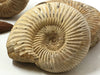 Load image into Gallery viewer, Ammonite - Polished White Ribbed