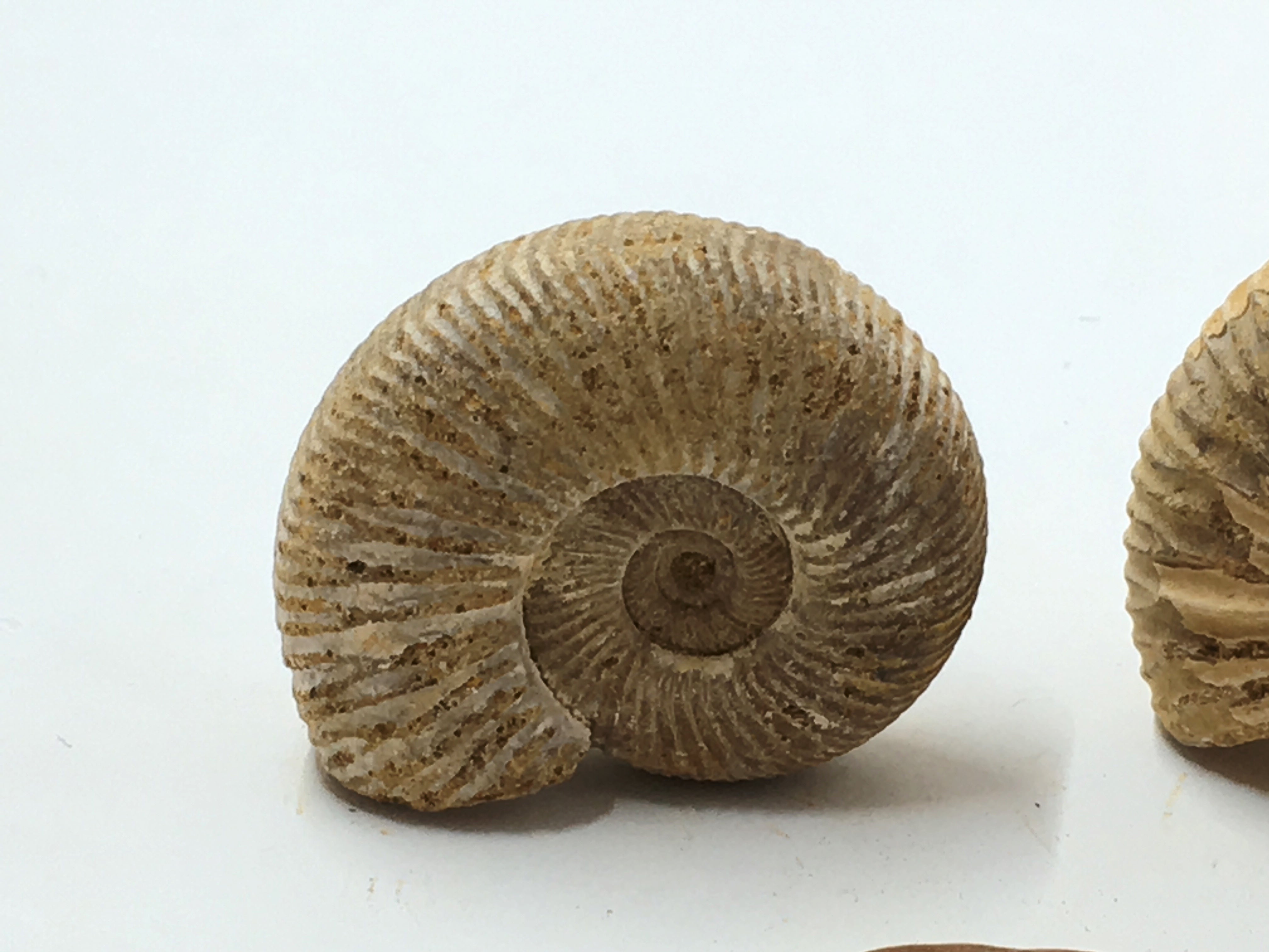 Ammonite - Polished White Ribbed