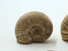 Load image into Gallery viewer, Ammonite - Polished White Ribbed
