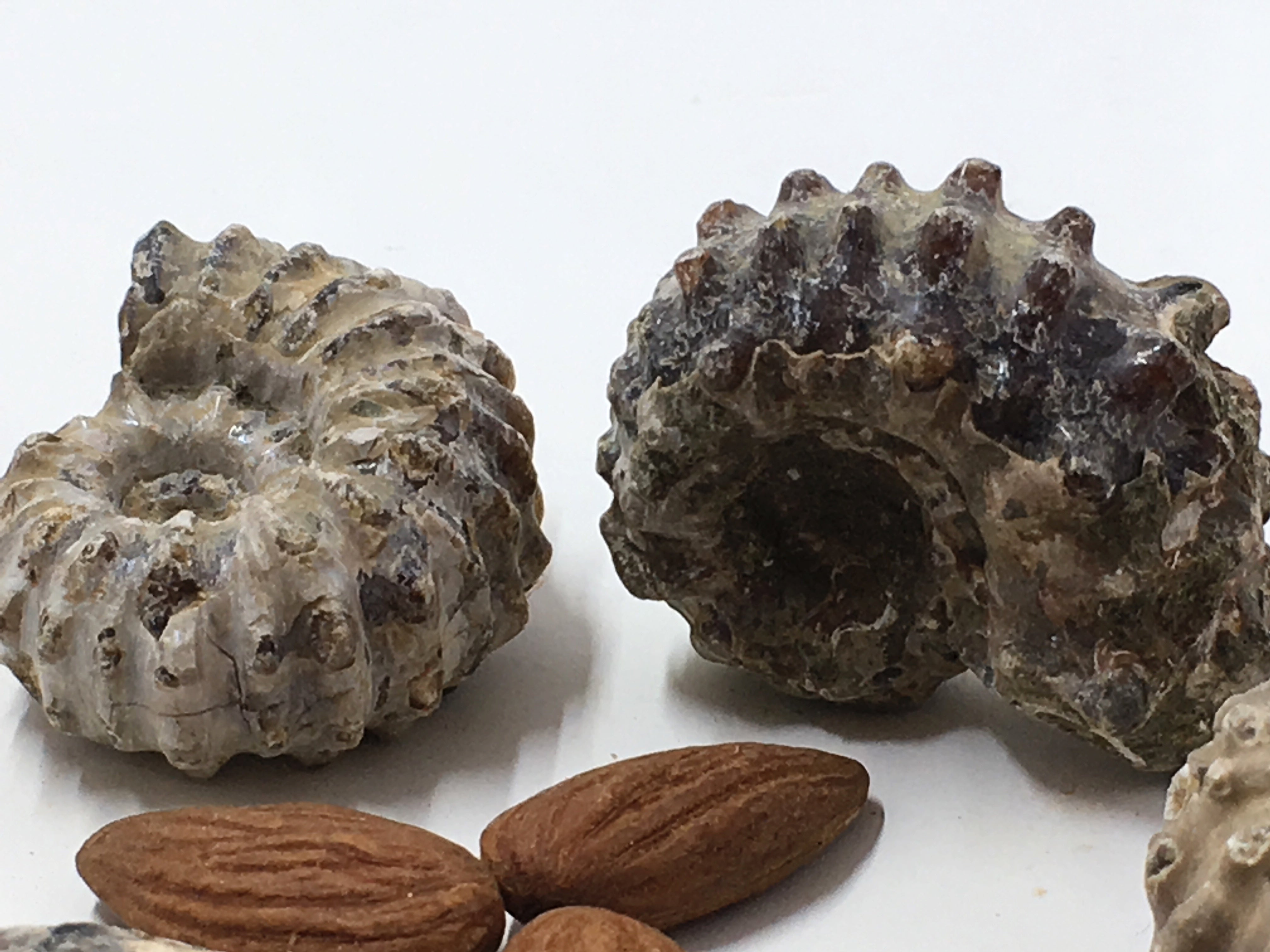 Ammonite - Partially Polished Spines