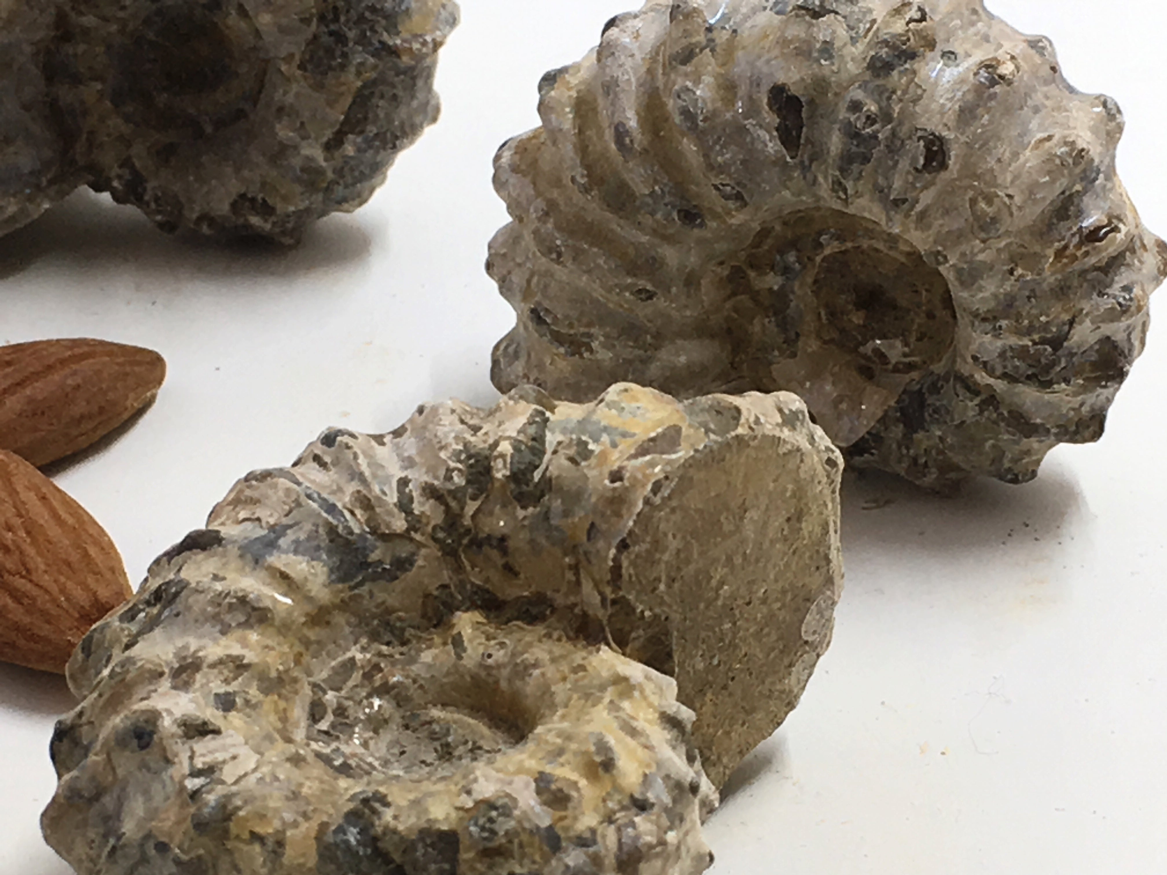 Ammonite - Partially Polished Spines