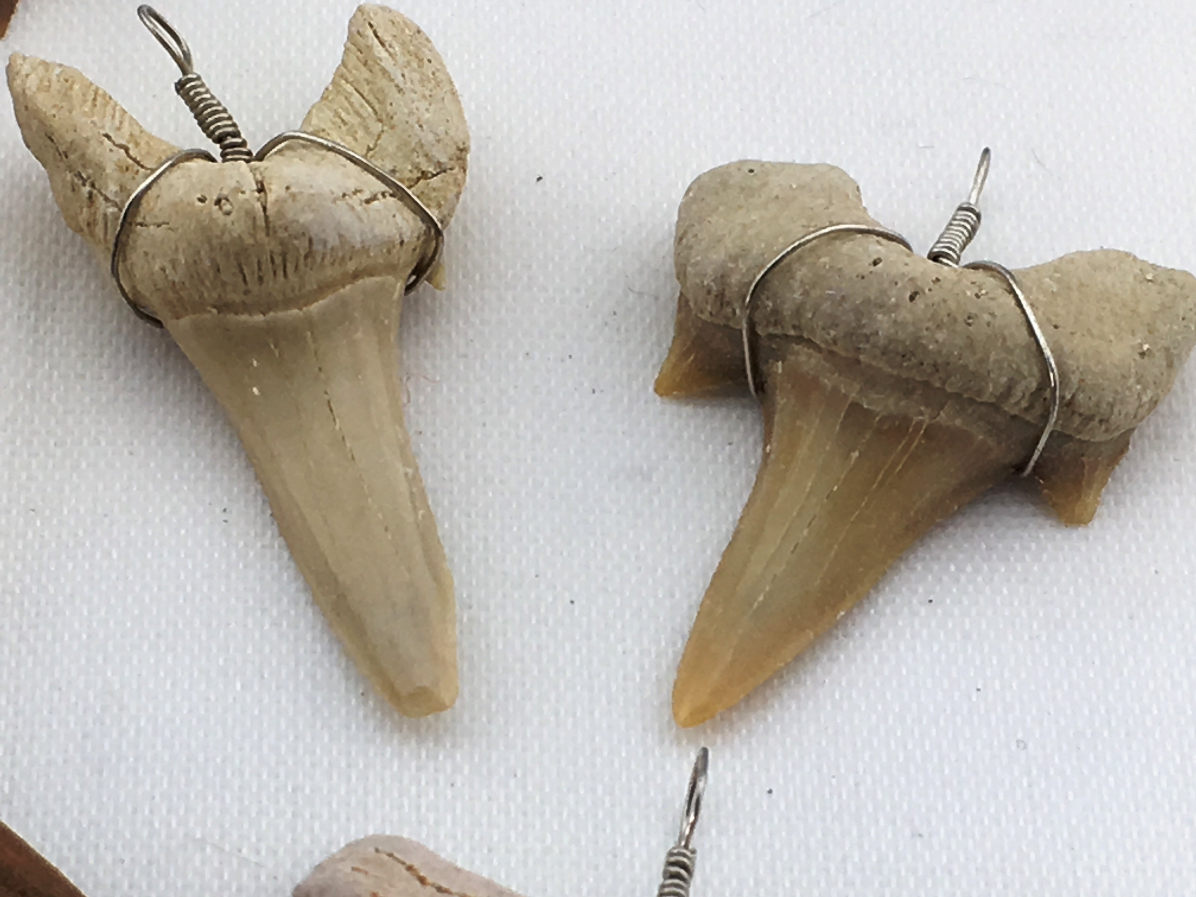 Shark Teeth (Fossilized): Wired Wrapped Pendant