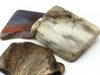 Petrified Wood: Polished (Medium)