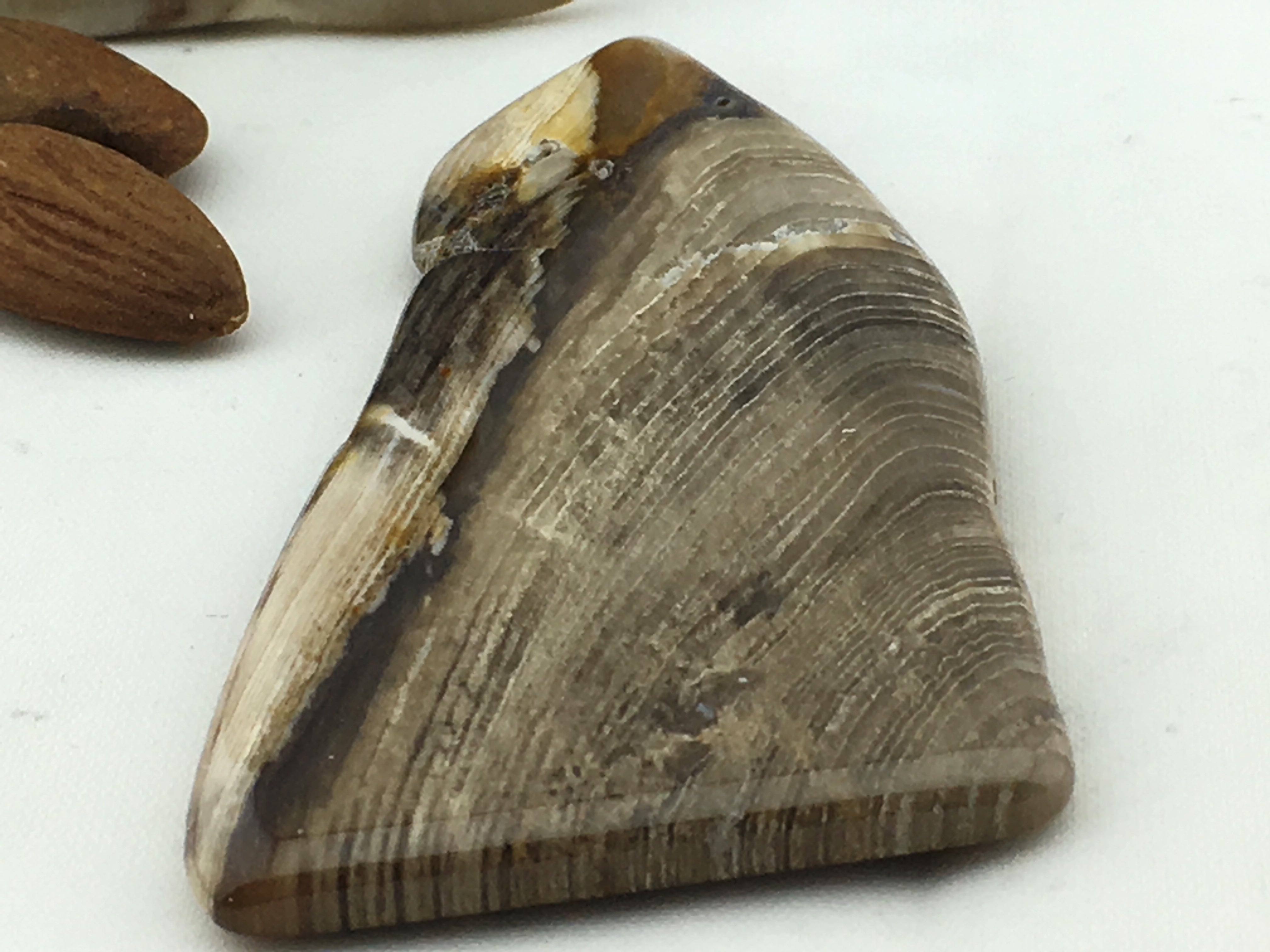 Petrified Wood: Polished (XLarge)
